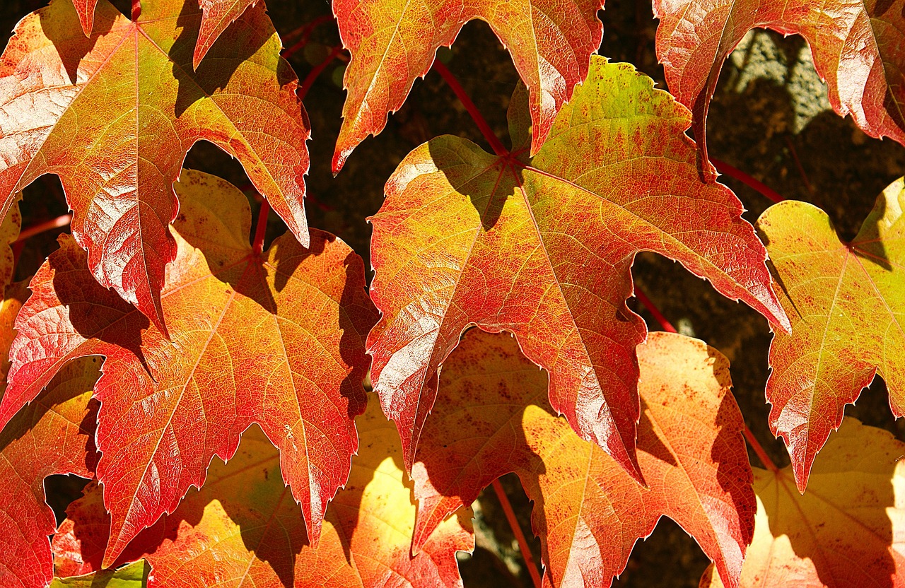 Powojnik jesienny – piękna ozdoba ogrodu na jesień
