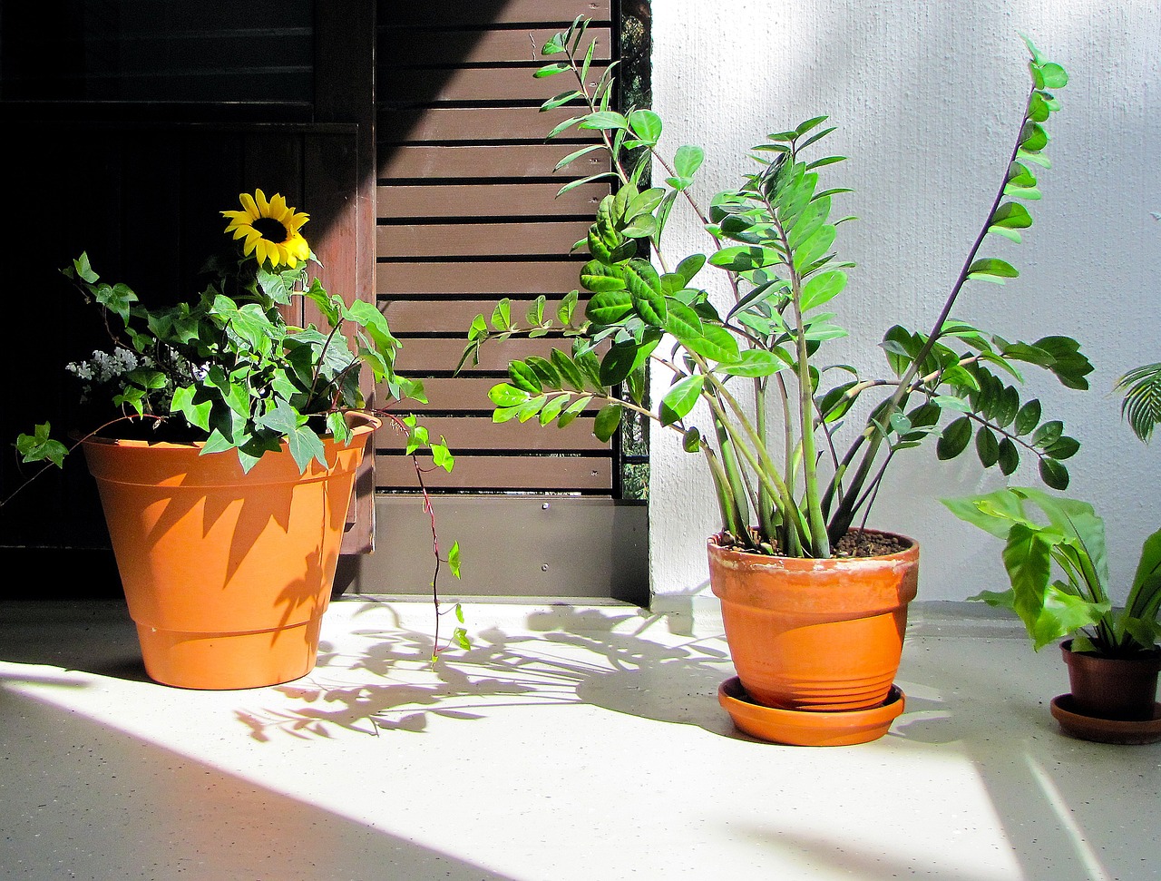 Zamioculcasa – idealna roślina do ogrodu. Jak ją pielęgnować