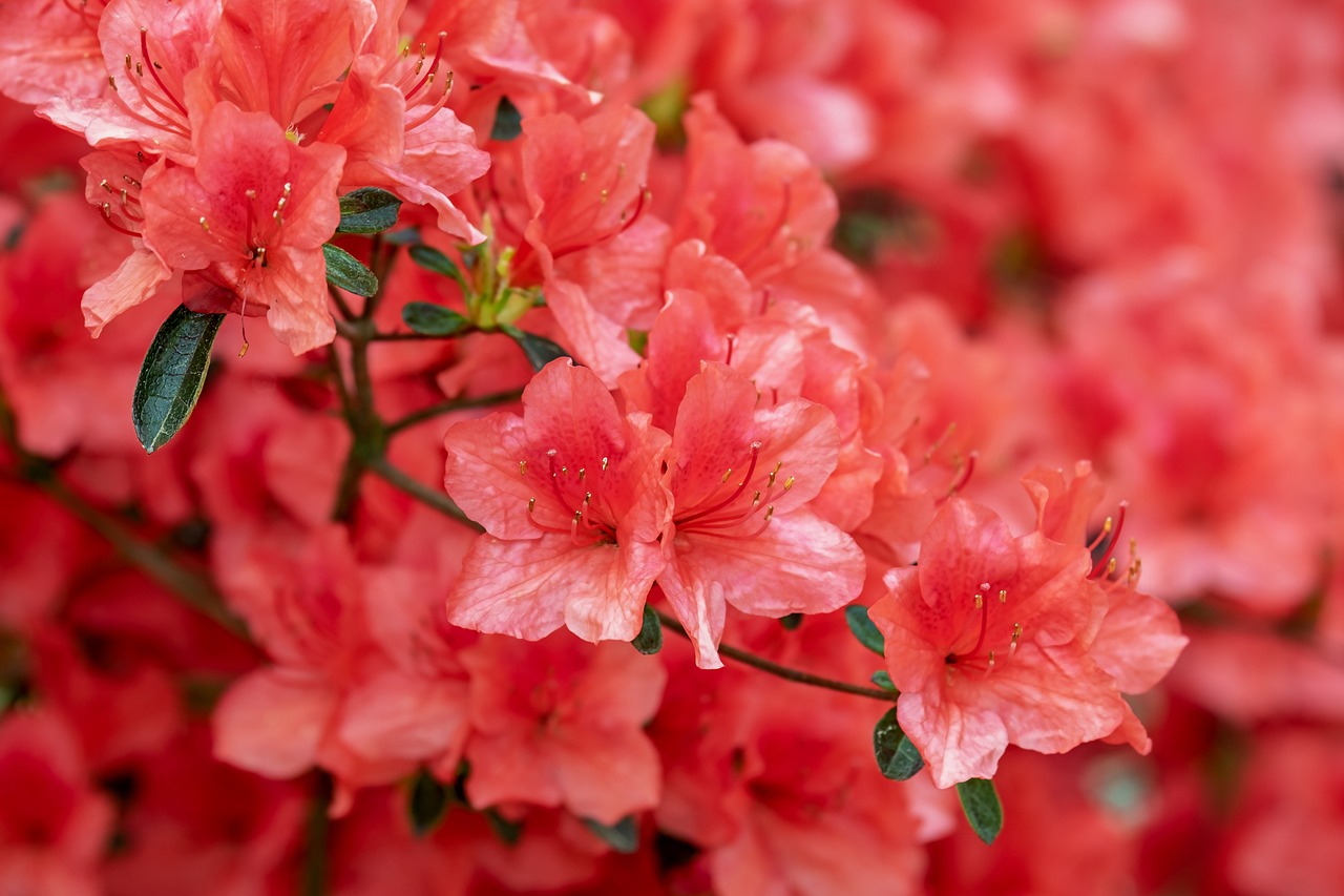 Azalia – piękny kwiat doniczkowy do Twojego ogrodu