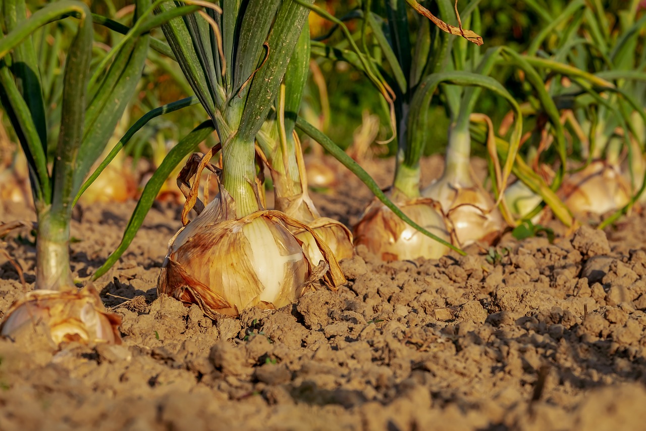 Sadzenie cebuli z sadzonek – jak to zrobić w swoim ogrodzie?