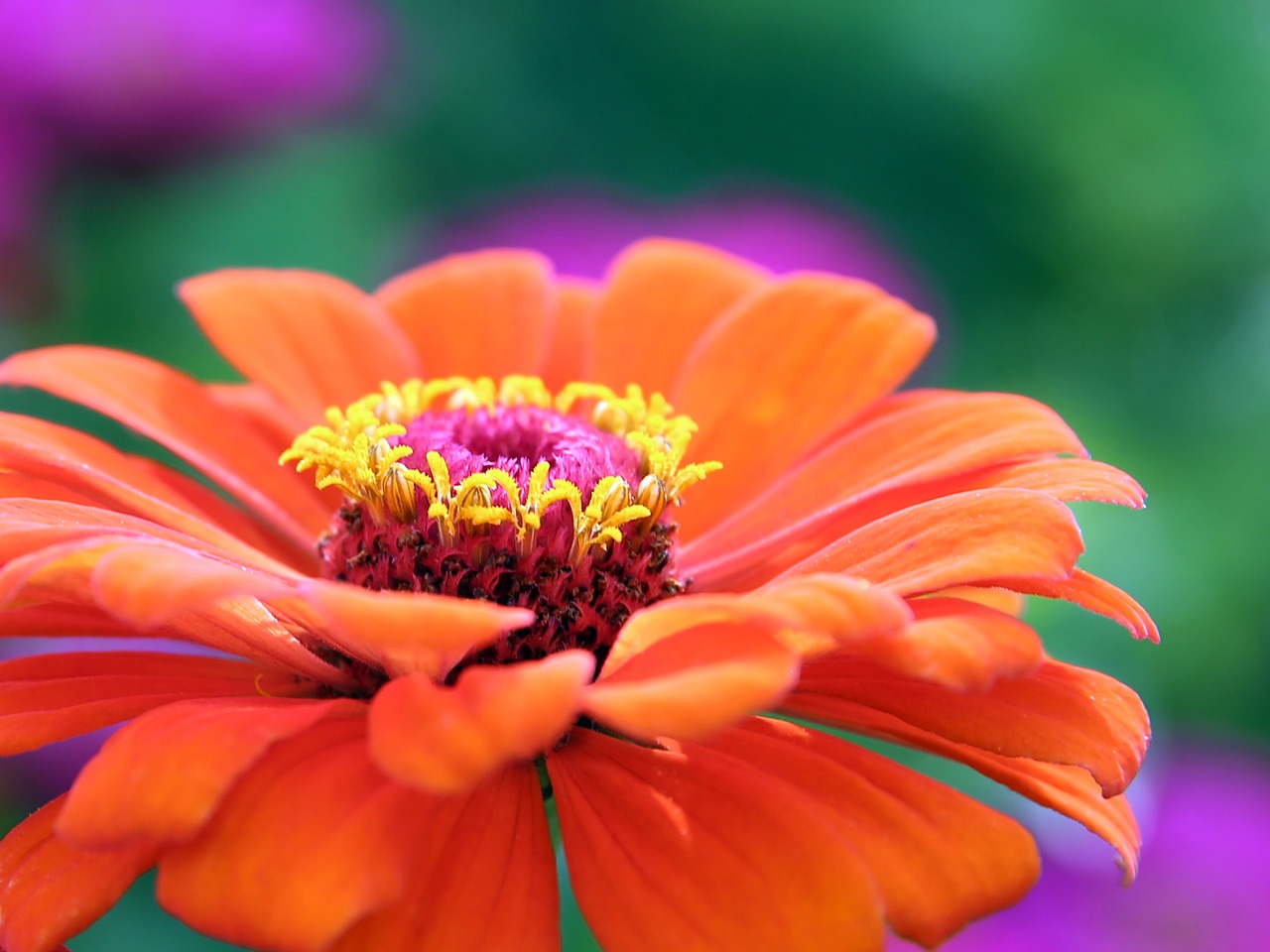 Ogród letni pełen kolorów: najpiękniejsze rośliny na lato