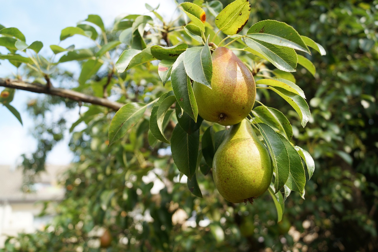 Grusza – piękne drzewo owocowe w Twoim ogrodzie