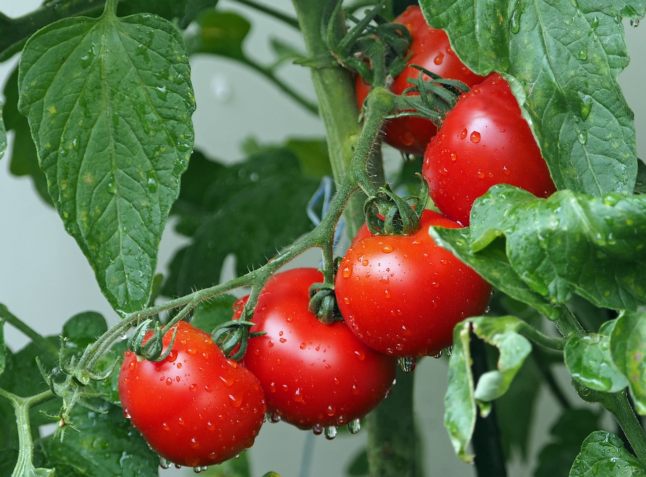 Pomidor – popularna roślina uprawna w ogrodzie