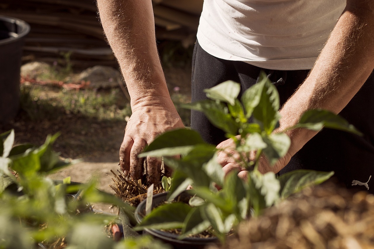 Utrzymanie ogrodu – cennik usług ogrodniczych dla właścicieli domów i mieszkań